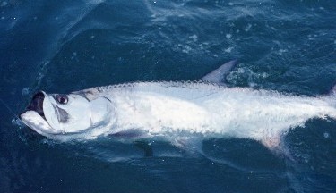 Tarpon fishing's reward