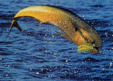 Fishing for tarpon, sailfish and dolphin