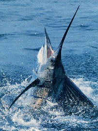 Florida Keys fishing at it's finest