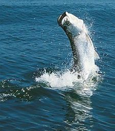 Enjoy live bait fishing for tarpon 