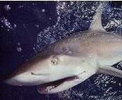 A big bull shark caught while tarpon fishing