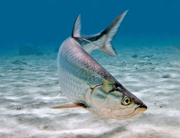 Tarpon fishing tips